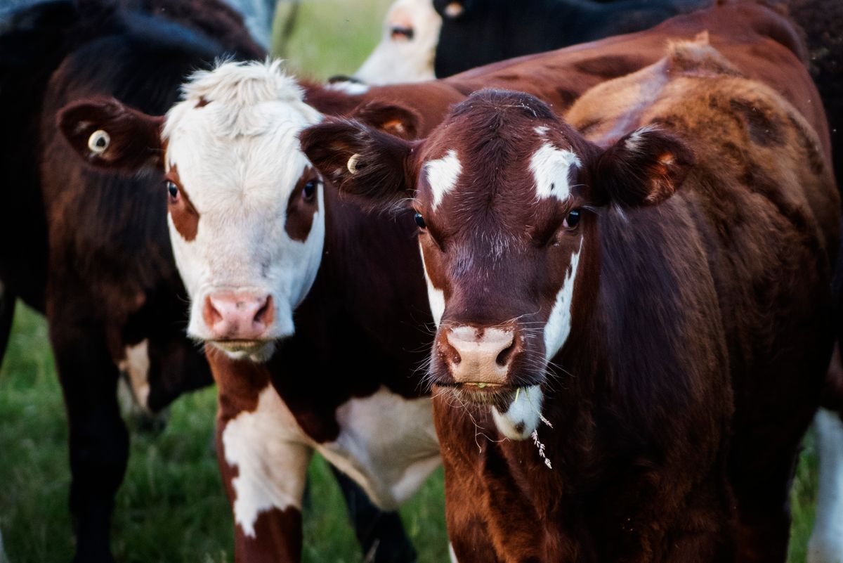 Close-up of cattle looking at the camera on the Bashaw Valley pasture