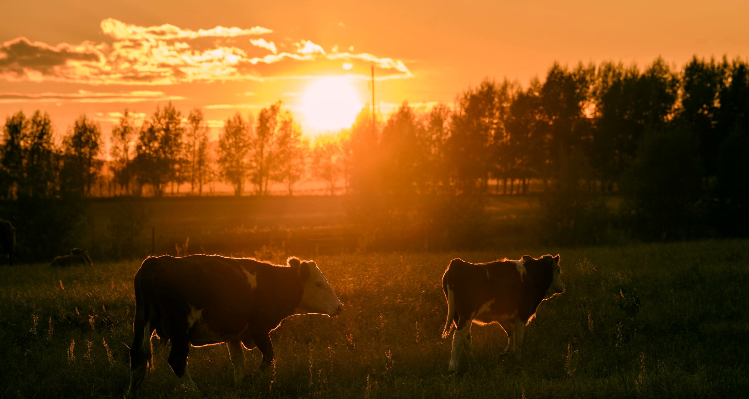 Open pasture on the Bashaw Valley property at golden hour